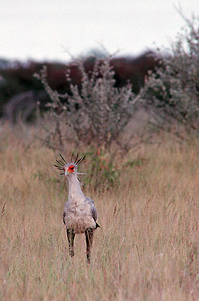 Secretary Bird