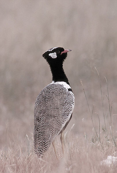 Southern Black Korhan Male