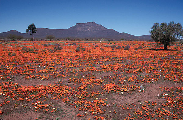 Spring Flowers Near Calvinia