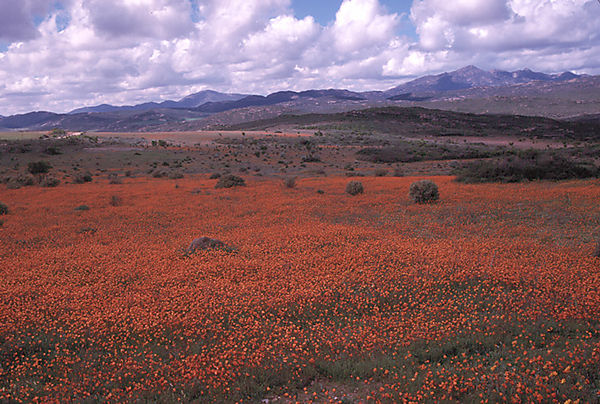 Spring Flowers Near Kamieskroon