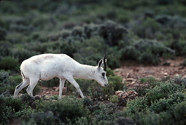 Springbok