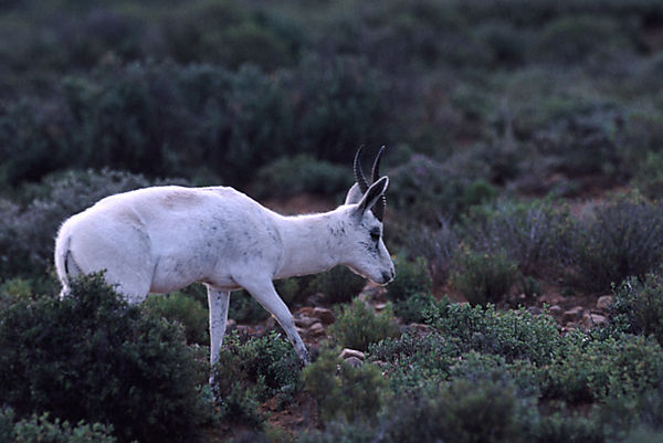 Springbok