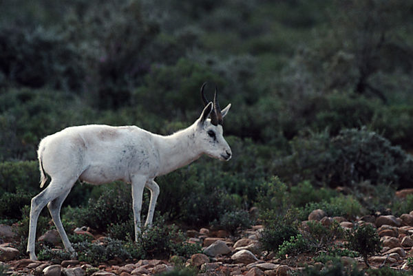 Springbok