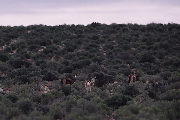 Springbok