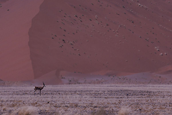 Springbok