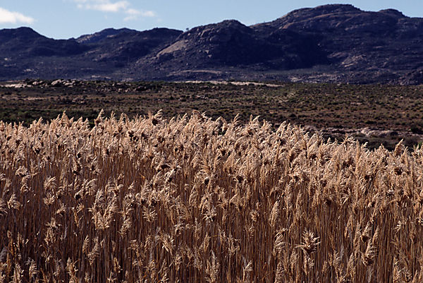 Tall grass and distant mountains