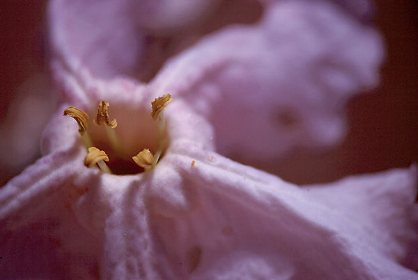 Thornbush Flower At The Giant's Playground, Near Keetmanshoop