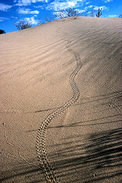 Tracks In The Sand, Kagalagadi Transfrontier Park