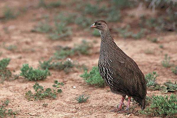 Unidentified Grouse Or Francolin