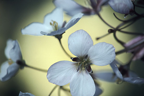 Unknown flower, photographed somewhere in South Africa