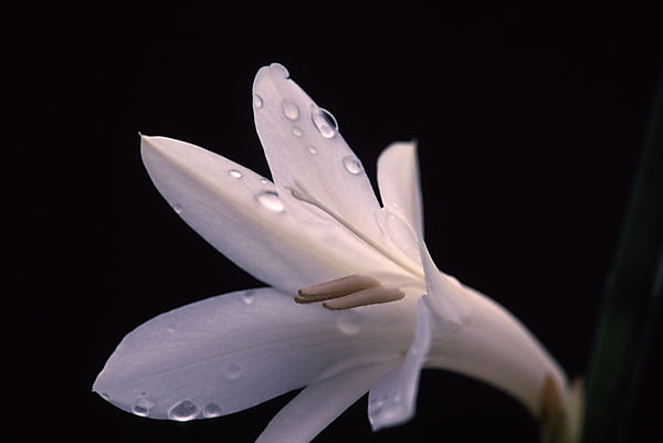 Unknown flower, photographed somewhere in South Africa