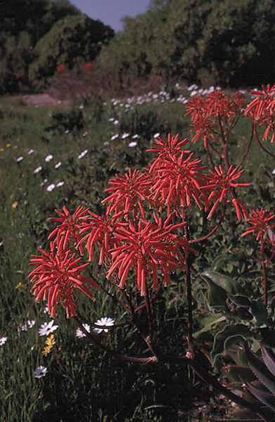 Unknown Species