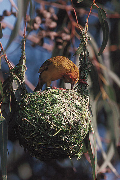 Weaver Bird