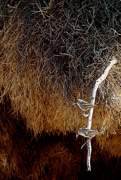 Weaver Birds At Their Nest