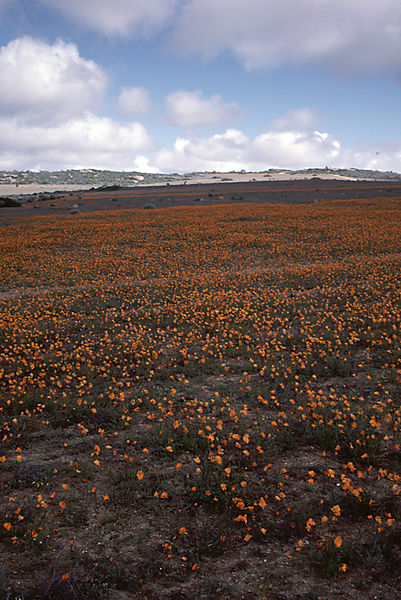 Wildflowers