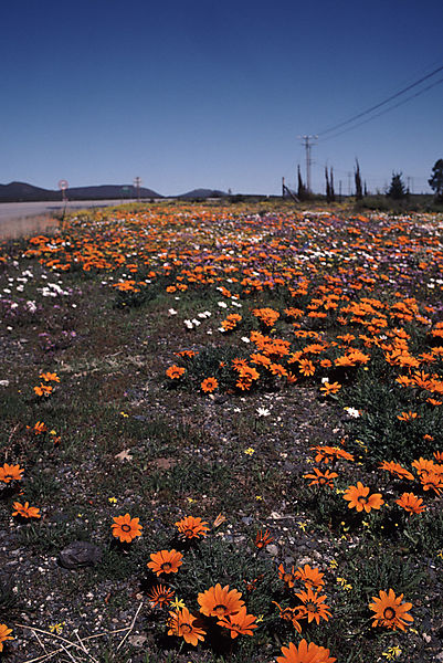 Wildflowers