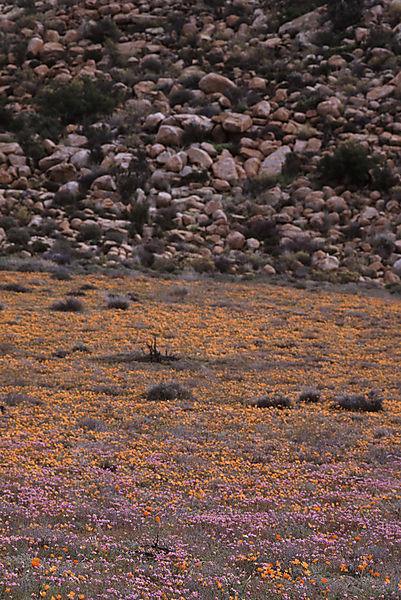 Wildflowers