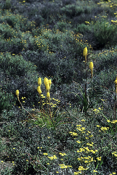 Yellow cat-tail