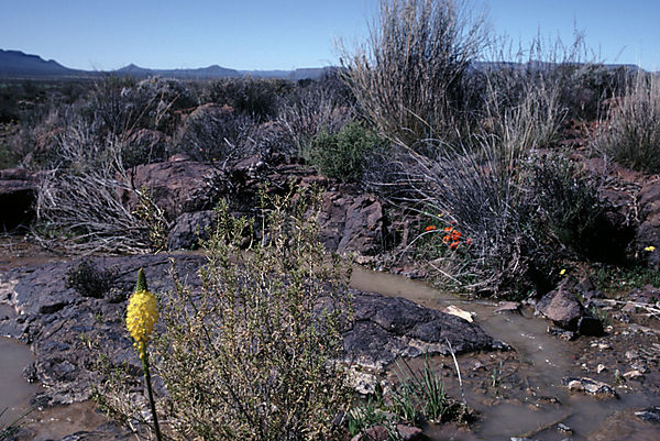 Yellow cat-tail