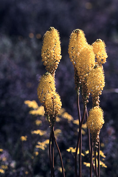 Yellow cat-tail