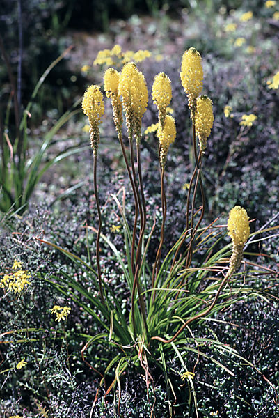 Yellow cat-tail