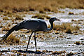 Blue Crane