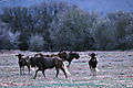 Blue Wildebeest At Private Game Ranch