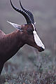 Bontebok