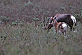Bontebok Cow And Calf