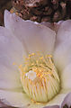 Cactus Flower