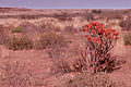 Colour In The Desert