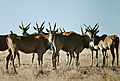 Eland Herd