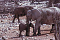Elephant Cow And Calf