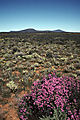 Flowering bush on the veldt