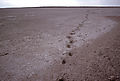 Footprints On Etosha Pan