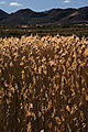 Grass and distant mountains