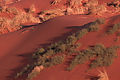 Kalahari Desert Near Twee Rivierine