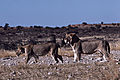 Lions In Kagaligadi Transfrontier Park