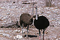 Ostrich Pair - Female Left, Male Right
