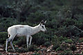 Springbok