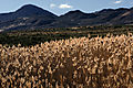 Tall grass and distant mountains