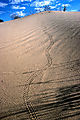 Tracks In The Sand, Kagalagadi Transfrontier Park