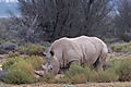 White Rhino