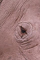 White Rhino Eye