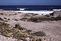 Wildflowers near the ocean