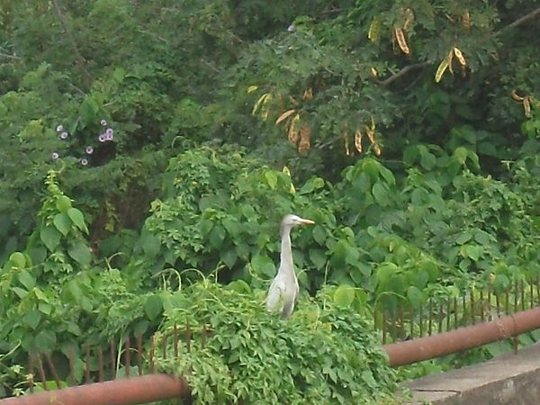 Cattle Egret