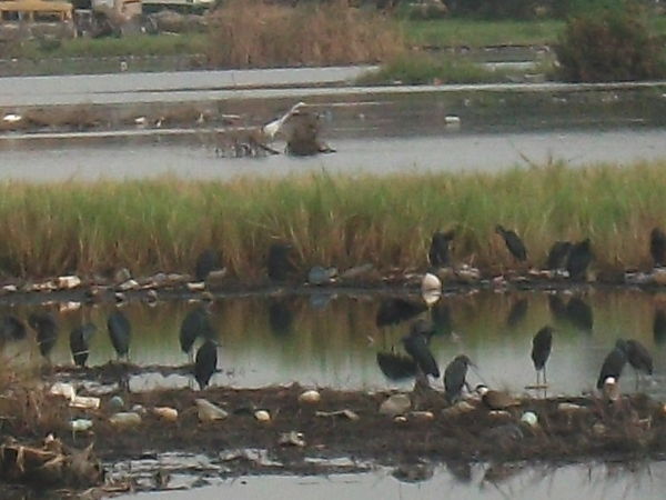 Group Of Black Herons