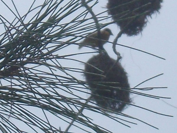 Weaver Bird