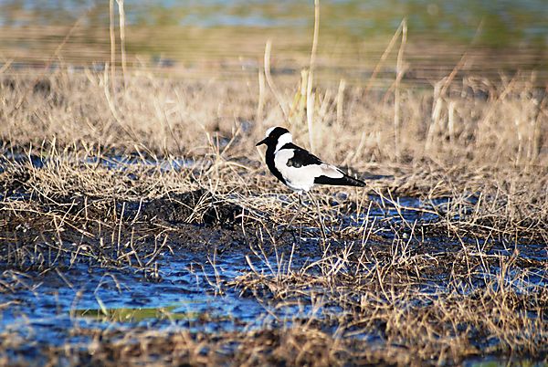 Blacksmith Lapwing