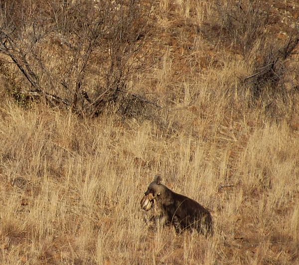 Brown Hyena